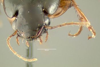 Media type: image;   Entomology 600484 Aspect: head frontal view